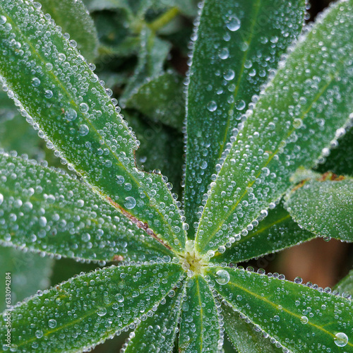 Closeup of  dew drops on green leaves of a plant.