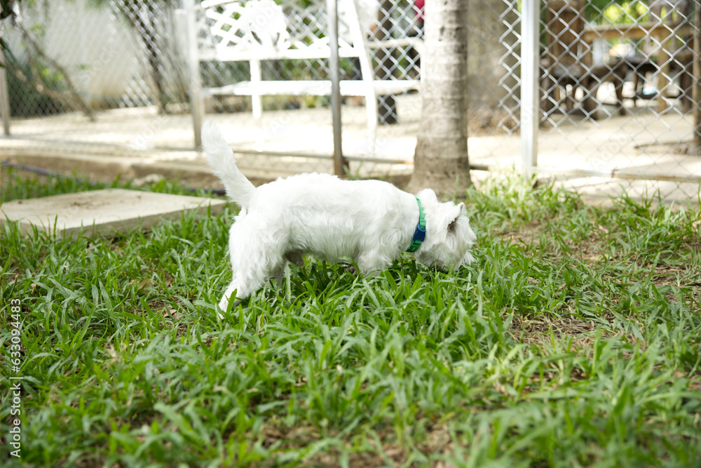 Fototapeta premium close up fluffy fatty fur white Yorkshire Terrier , Cockapoo face with dog leash playing in dog park