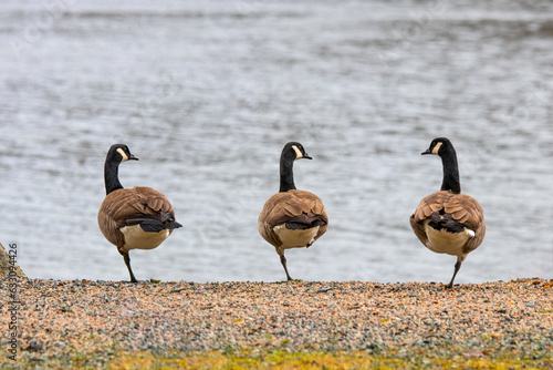Geese resting on a riverbank standing on one leg.