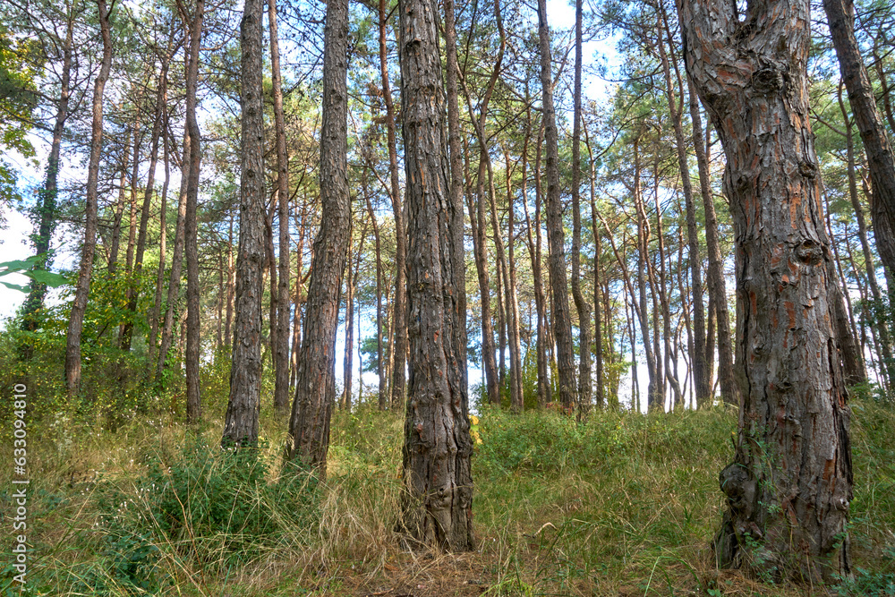 Fototapeta premium Summer forest with dense, green trees and path way.