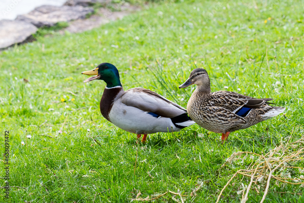 Mating pair of Mallard ducks on grass Mating pair of Mallard ducks on grass