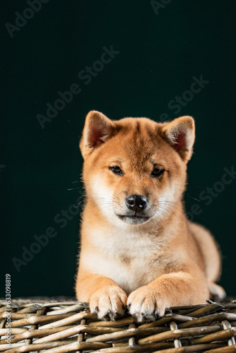 cute shiba inu puppy sitting in front of a green background and posing for a photo shoot in the studio 