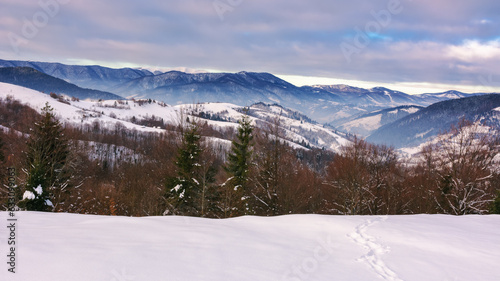 forested hills of carpathian countryside in winter. trees on snow covered meadow. overcast gloomy weather