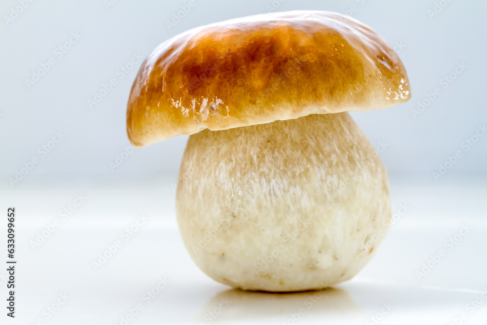 Fototapeta premium Porcino mushroom