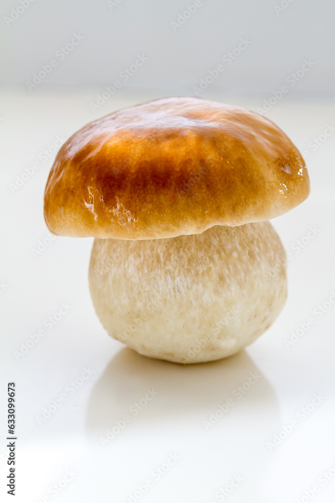 Porcino wild mushroom Porcino wild mushroom