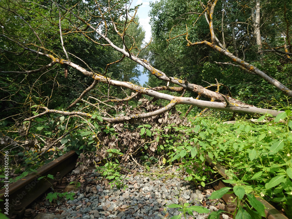 A tree lies on the abandoned railway tracks
