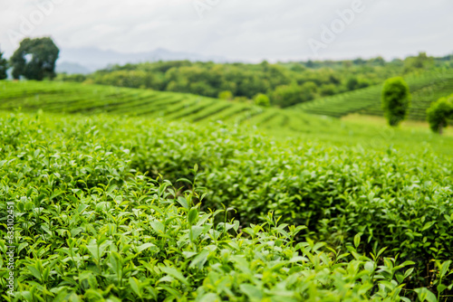 green tea plantation landscape photography