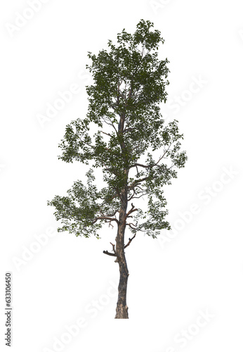 Sassafras albidum, sassafras, white sassafras, red sassafras, silky sassafras, light for daylight, easy to use, 3d render, isolated, tree isolated on white background