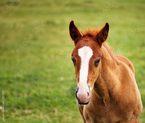 cute brown horse foal portrait