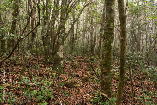 Atlantic rainforest in Sao Francisco de Paula, Rio Grande do Sul - Brazil