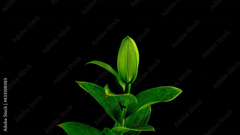 Lily flower open. White Day-lily opening bud over white background. Timelapse, extreme close-up of blooming Lilly flower closeup. Time lapse. Isolated On black background. 4K UHD video Lily flower open. White Day-lily opening bud over white background. Timelapse, extreme close-up of blooming Lilly flower closeup. Time lapse. Isolated On black background. 4K UHD video