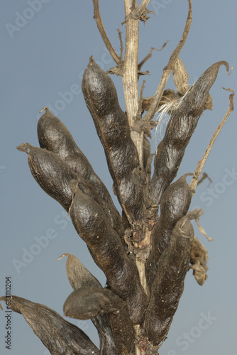 Erntereife  braunschwarze  Ackerbohnenschoten, Einzelpflanze, Teilansicht,  Nahaufnahme © Peter Oetelshofen