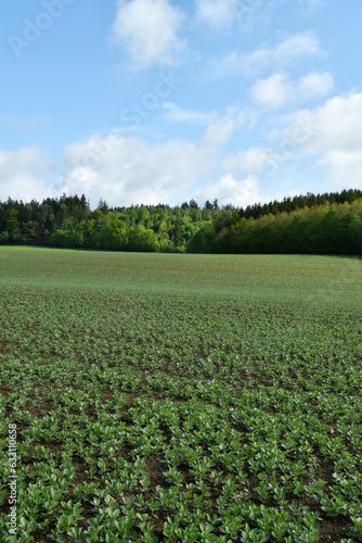 Ackerbohne,  Vicia fabae