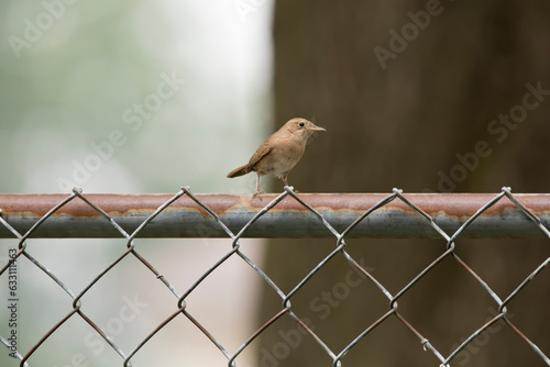 A house wren perches on a metal fence on a summer day in Iowa. 