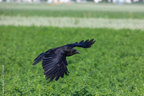 crow soaring over a green field
