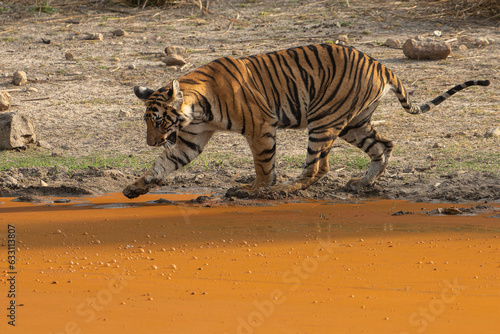 Tiger of Bandhavgarh National Park near waterbody photo