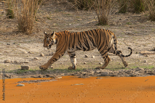 Tiger of Bandhavgarh National Park near waterbody