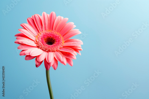 Gerbera flower on a pastel background. Minimalism. Mockup.