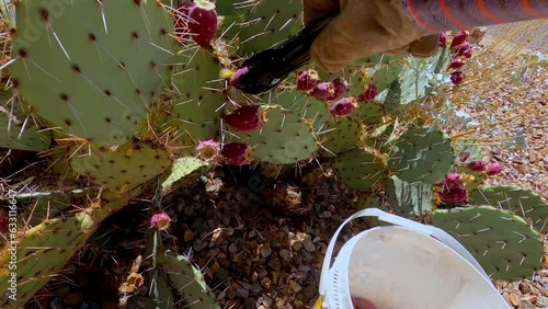 Picking prickly pear fruits from cactus pads photo