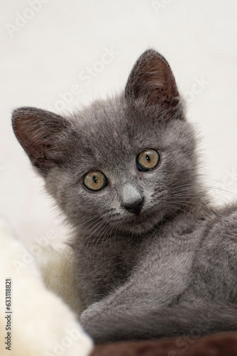 Gray british kitten looks at the camera with interest