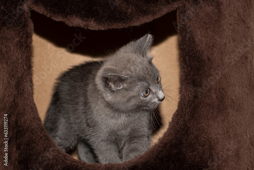 A small grey kitten is sitting inside cat house