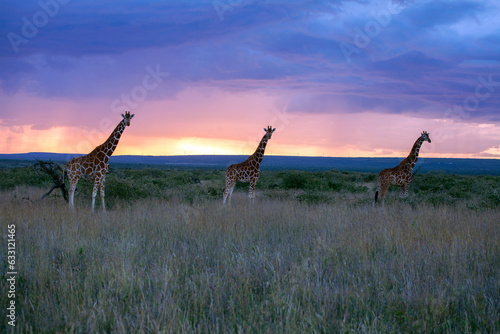 sunset giraffe portrait © Monika