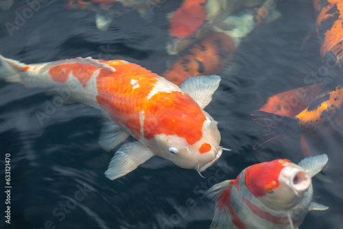 A huge koi carp in a pond in a garden outdoors photo