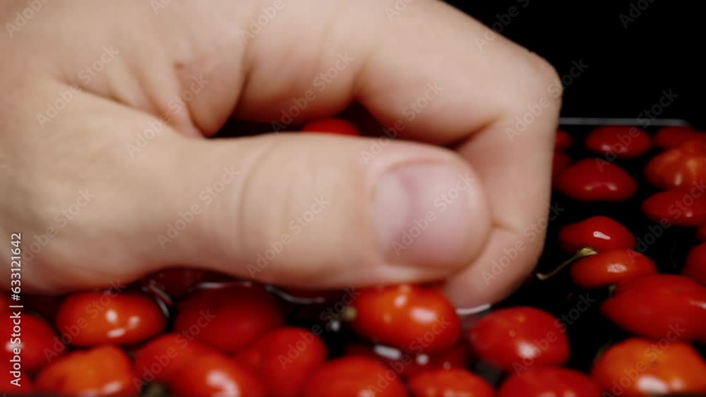 I scoop up the red mini peppers of The Star of Turkey from the water with my hand, in slow motion, against a black background. Part of them falls back into the water. I scoop up the red mini peppers of The Star of Turkey from the water with my hand, in slow motion, against a black background. Part of them falls back into the water.