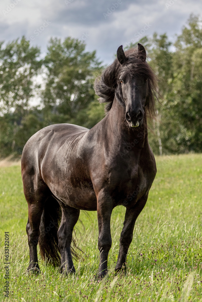 A beautiful friesian gelding on a pasture in summer outdoors A beautiful friesian gelding on a pasture in summer outdoors