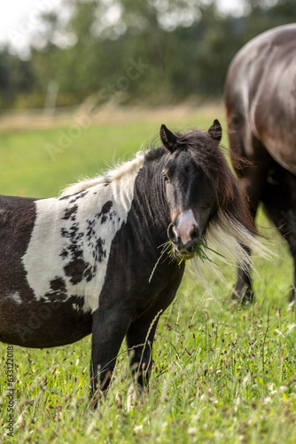 A cute shetland pony on a pasture in summer outdoors