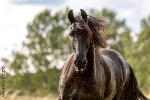 A beautiful friesian gelding on a pasture in summer outdoors