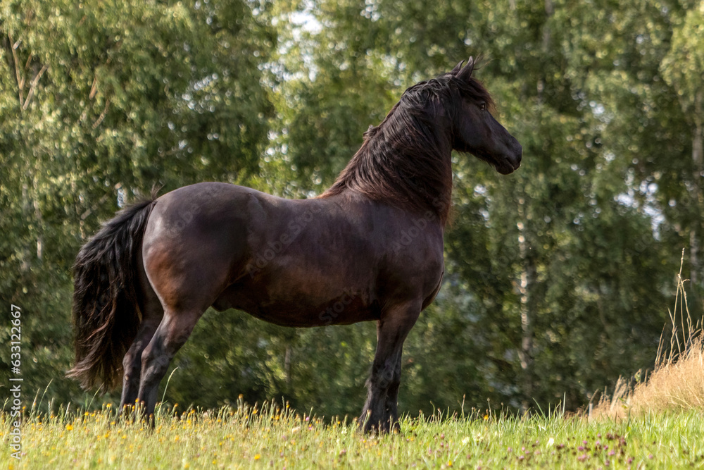 A beautiful friesian gelding on a pasture in summer outdoors A beautiful friesian gelding on a pasture in summer outdoors