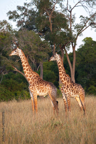 giraffes in masai mara