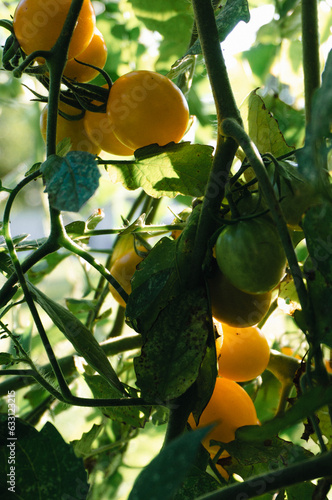 Yellow Cherry Tomatoes easy garden