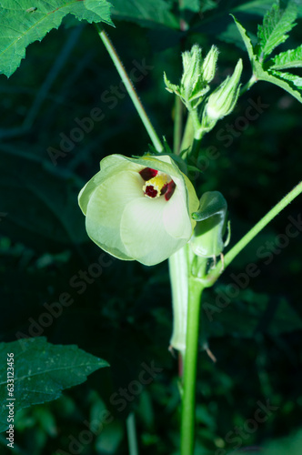 Okra flower blooming