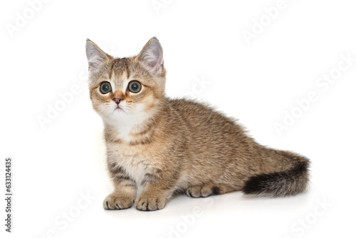 Small  beautiful Scottish kitten