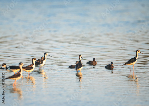 American Monjita, Himantopus mexicanus,Himantopus leucocephalus, shorebird also called black-necked stilt, is a species of the Recurvirostridae family seen in the Metropolitan photo