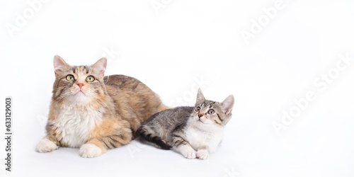 Big fluffy Cat with big eyes next to a white small Kitten. Portrait of two cats. Animal theme. Two cats lie on a white background and look up. Mother cat and little kitten. Copy space
