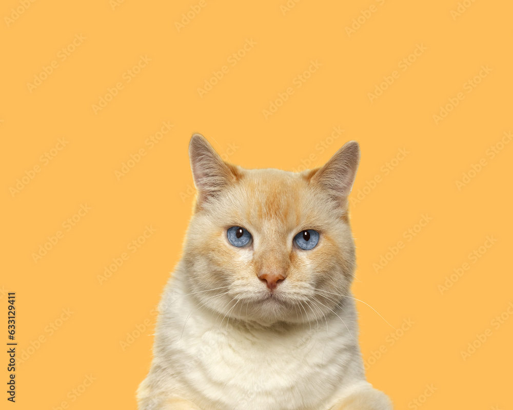 Portrait of a big cat with blue eyes on a yellow background
