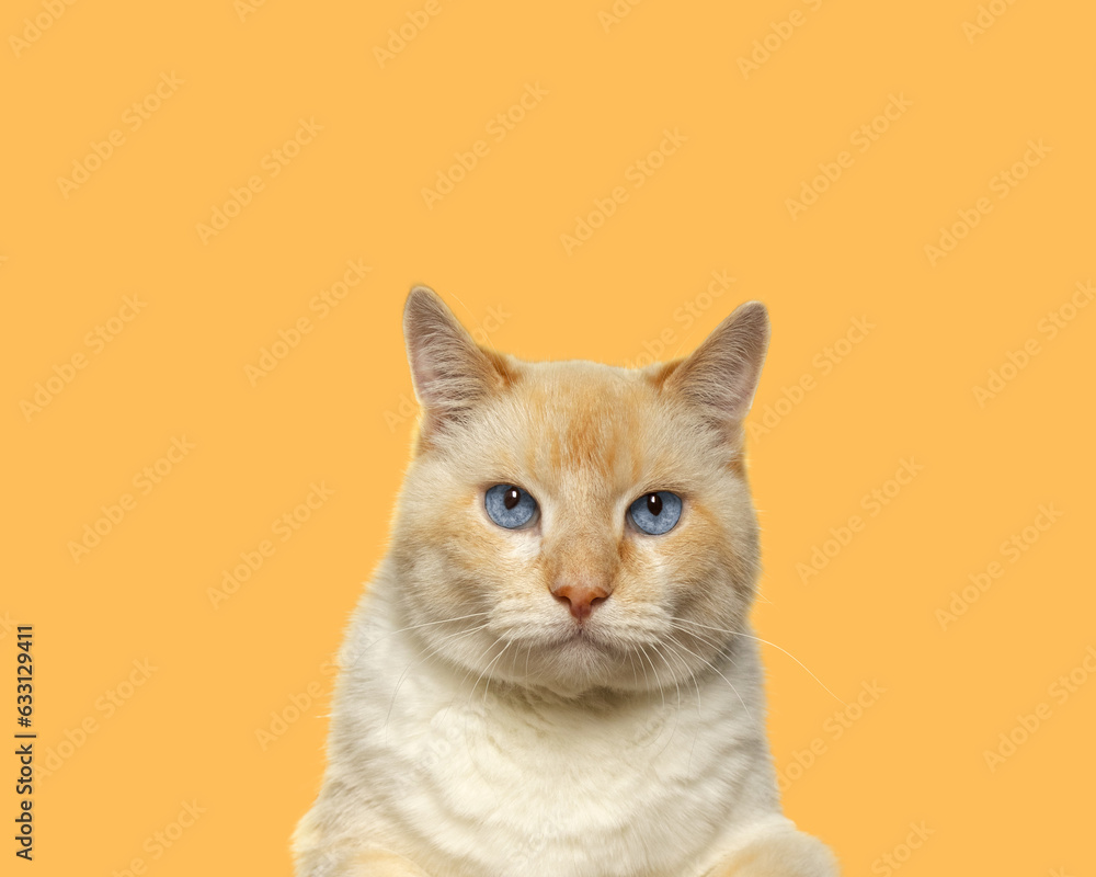 Portrait of a big cat with blue eyes on a yellow background Portrait of a big cat with blue eyes on a yellow background