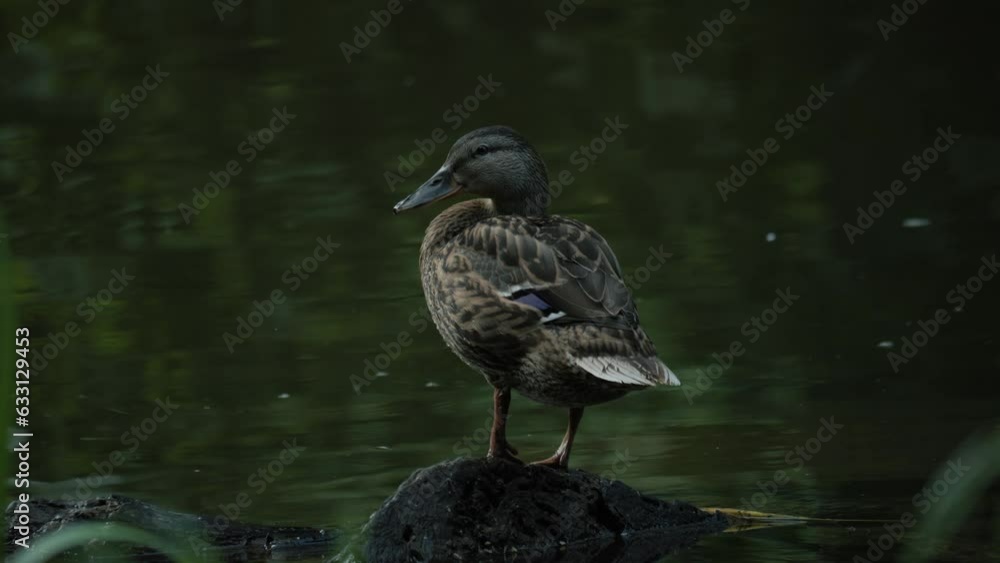 Duck in slow motion. Duck on the river bank closeup. Duck in wildlife. Duck in slow motion. Duck on the river bank closeup. Duck in wildlife.