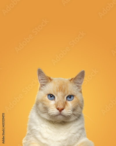 Portrait of a charismatic red cat with blue eyes on a yellow background © Anna