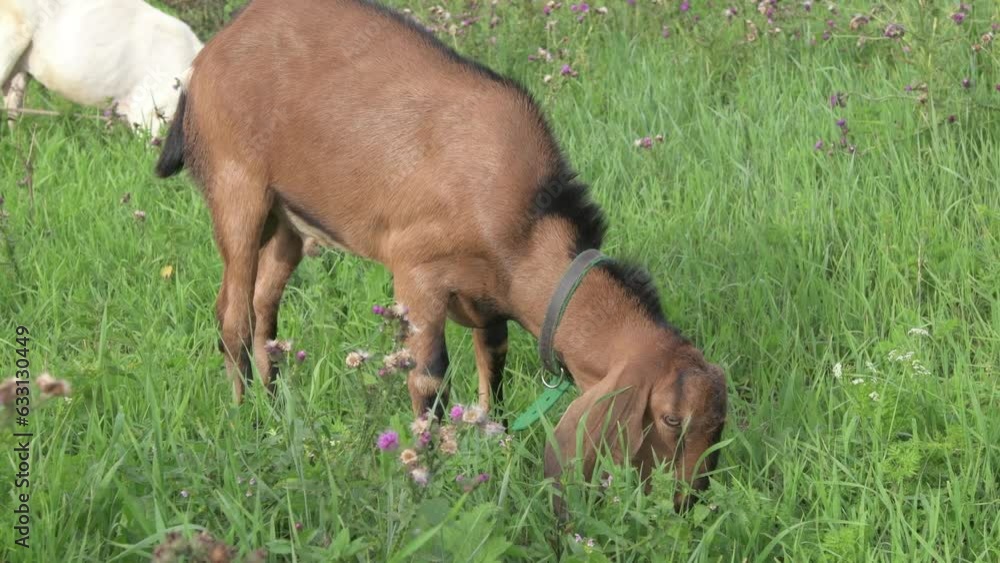 funny Nubian young goat grazing at pasture at evening . summer. rural life funny Nubian young goat grazing at pasture at evening . summer. rural life