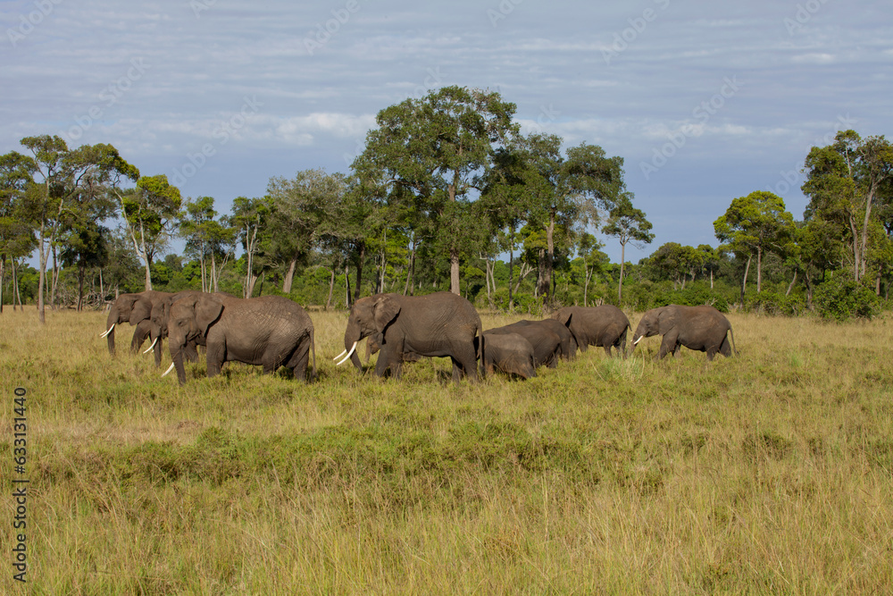 herd of elephants