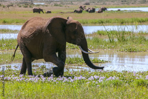 elephant in the water
