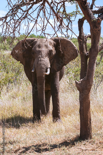elephant portrait under a tree