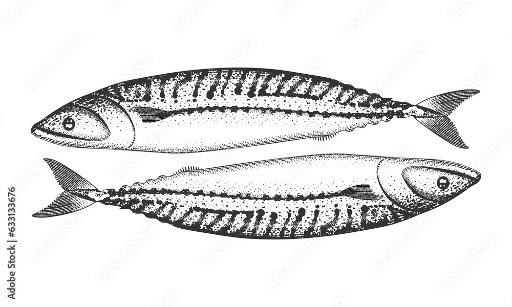 Fish in retro engraving style. Mackerel illustration. Fish in retro engraving style. Mackerel illustration.