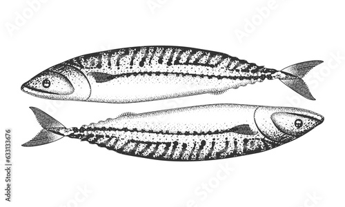 Fish in retro engraving style. Mackerel illustration.