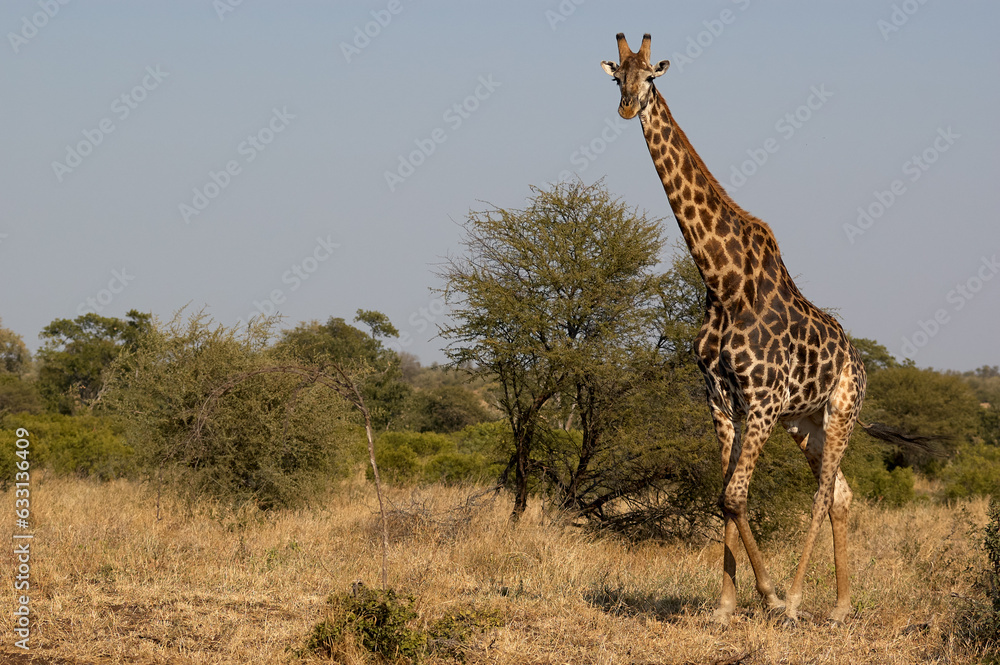 Fototapeta premium Graceful Giraffe Striding Across the Savannah
