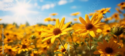 Arnica flowers landscape with sky. Natural fresh Arnica. Copyspace. Photo texture. Horizontal banner. Ai generated photo
